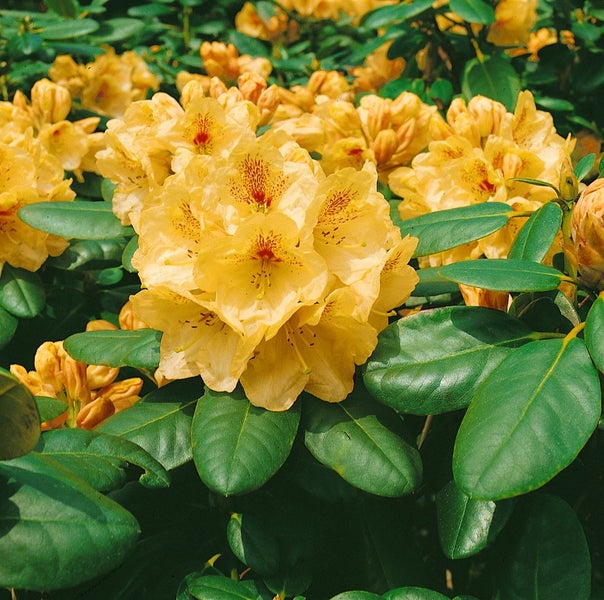 Rhododendron Hybr. 'Goldbukett', gelb, 30–40 cm