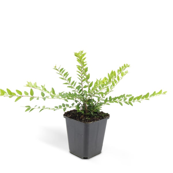 Bodendecker - Heckenmyrthe - Lonicera nitida 'Maigrün' - 9cm Topf - Set mit 6 Pflanzen