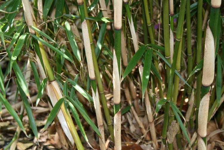Fargesia robusta Campbell 80/100 cm hoch, im 3 Liter-Topf