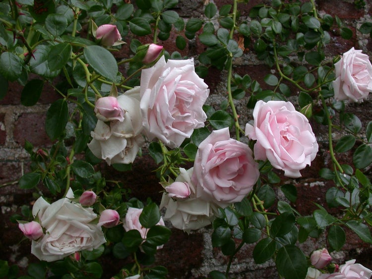 Kletterrose mit zarten Blüten vor einer Ziegelmauer.