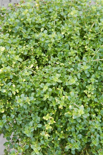 Thymus x citriodorus 'Orange Scent', Zitronenthymian, aromatisch, ca. 9x9 cm Topf