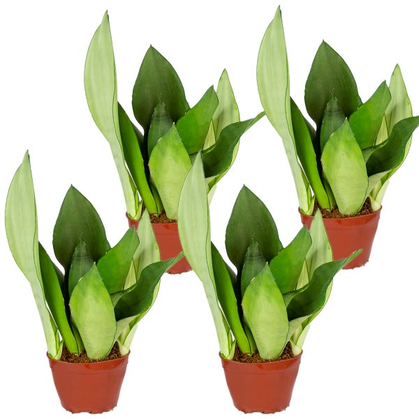 Vier Sansevieria Zimmerpflanzen in Töpfen