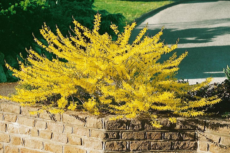 Forsythia 'Maree d'Or' -R-, Goldglöckchen, gelb, 30–40 cm
