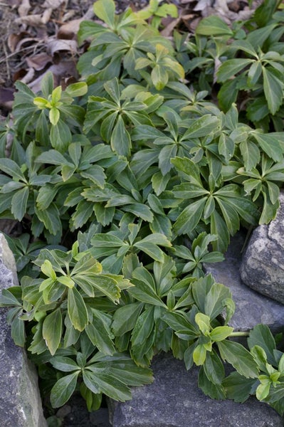 Pachysandra terminalis, Ysander, immergrün, ca. 9x9 cm Topf