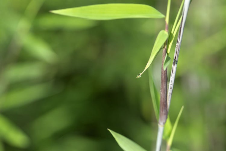 Fargesia nitida 'Black Pearl', Bambus, 80–100 cm