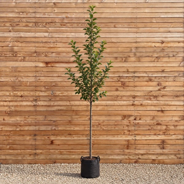 Junger Baum mit schlankem Stamm und grünen Blättern in einem Pflanzkübel vor einer Holzwand.
