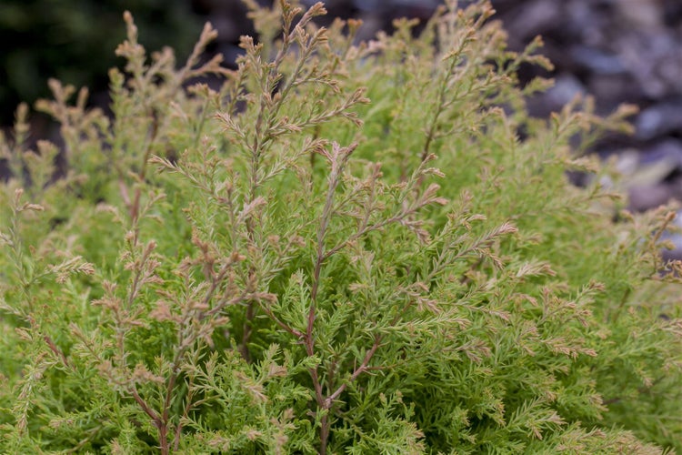 Thuja occidentalis 'Golden Tuffet', gelbgrün, 20–25 cm