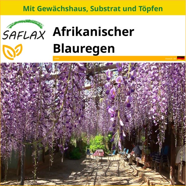 SAFLAX Anzucht Set - Afrikanischer Blauregen - Bolusanthus africanus - 15 Samen - Mit Mini-Gewächshaus, Anzuchtsubstrat und 2 Töpfen
