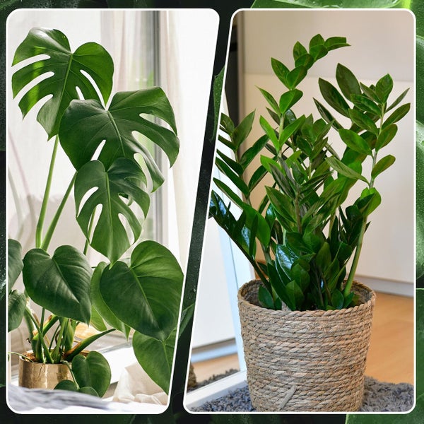 6er Zimmerpflanzen Set – Bergpalme, Efeutute, Monstera, Bogenhanf, Glücksfeder – pflegeleicht, luftreinigend – Höhe 20–70 cm, Töpfe 10,5–17 cm