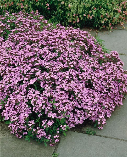 Saponaria ocymoides, Seifenkraut, rosa Blüten, ca. 9x9 cm Topf