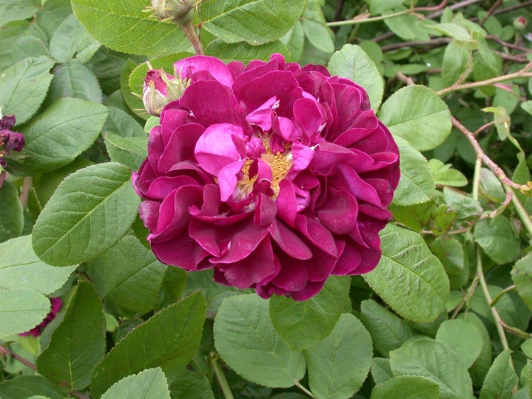 Rosa 'Hansa', Rugosa-Rose, purpurrot, 5-7,5 Liter Container