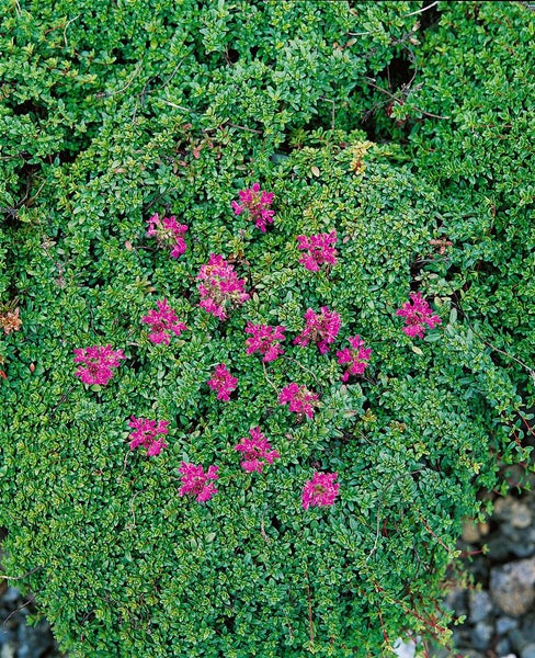 Thymus serpyllum, Sand-Thymian, aromatisch, ca. 9x9 cm Topf