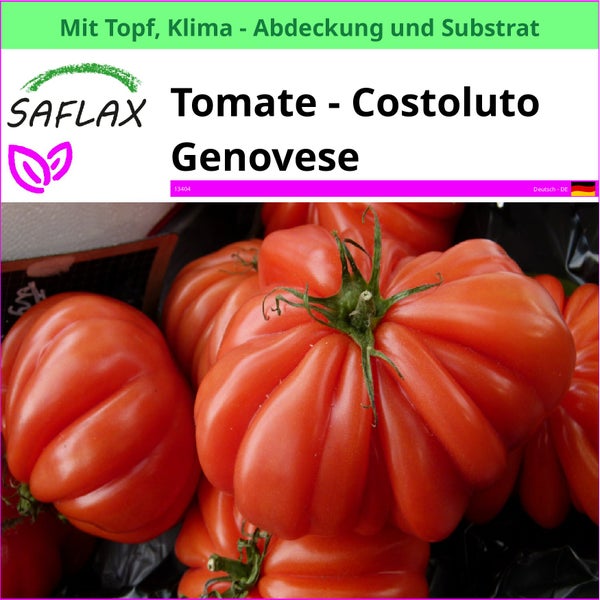 Costoluto Genovese Tomatenpflanze von Saflax mit Topf, Klima Abdeckung und Substrat
