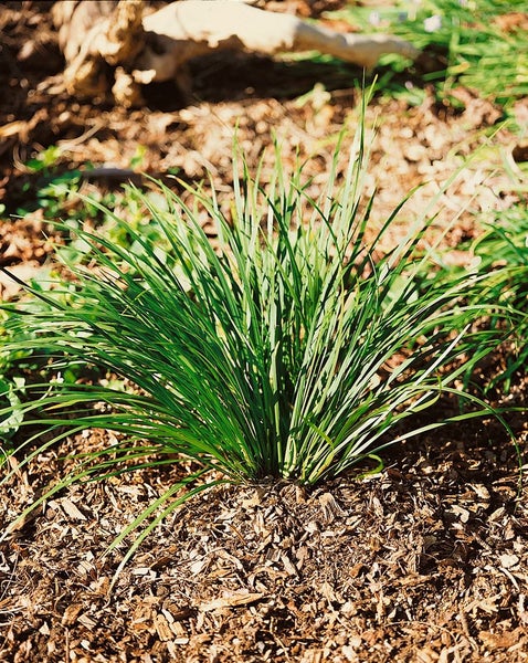 Acorus gramineus 'Variegatus', Kalmus, grün-weiß, 2 Liter Container
