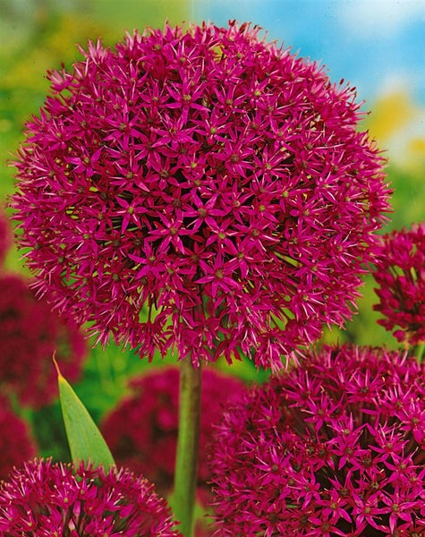Allium aflatunense 'Purple Sensation', Zierlauch, violett, ca. 11x11 cm Topf