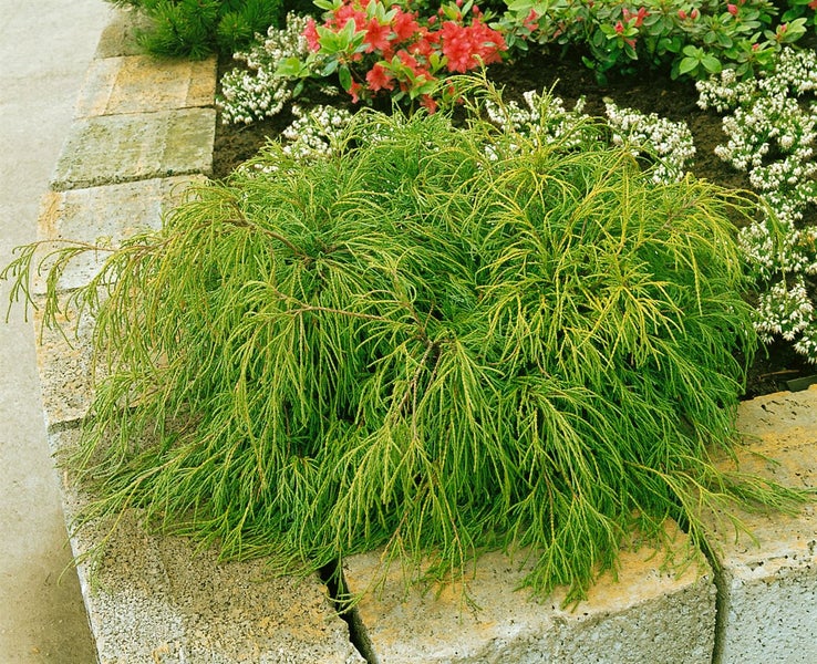 Im Bild ist eine Zwergzypresse in einem Gartenbeet zu sehen.
