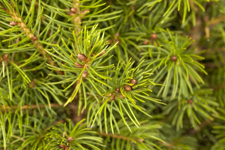 Picea glauca 'Conica', Zuckerhutfichte, kompakt, 20–30 cm