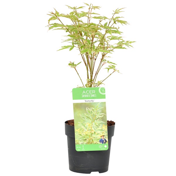 Acer palmatum 'Butterfly' – Japanischer Ahorn – Strauch – Winterhart – ⌀10,5 cm – ↕25-30 cm