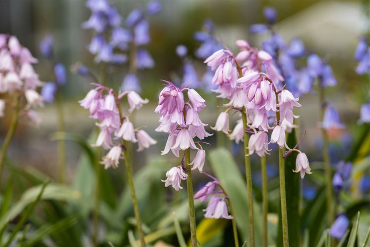 Hyacinthoides hispanica 'Rose Queen', Spanisches Hasenglöckchen, rosa, 2L Topf