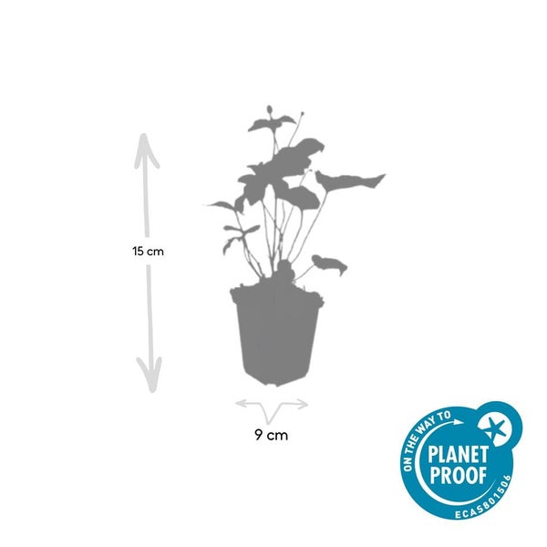 Silhouette einer Zimmerpflanze im Topf mit den Maßen 15 Zentimeter Höhe und 9 Zentimeter Topfdurchmesser sowie Planet Proof Siegel.