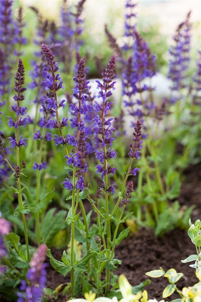 Salvia nemorosa 'Ostfriesland', Steppensalbei, violett, ca. 9x9 cm Topf