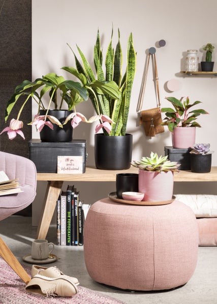 Scheurich Solido, Blumentopf aus Keramik,  Farbe: Rosea, 17,6 cm Durchmesser, 16 cm hoch, 3,1 l Vol.