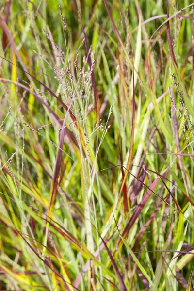 Imperata cylindrica 'Red Baron', Japanisches Blutgras, ca. 9x9 cm Topf