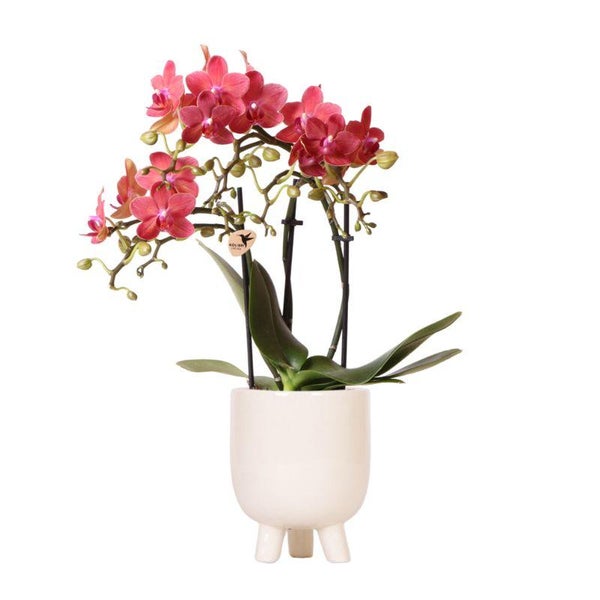 Kolibri Orchids Rote Phalaenopsis Orchidee Congo + Gummitopf Travertin Topfgröße 9cm 40cm hoch blühende Zimmerpflanze