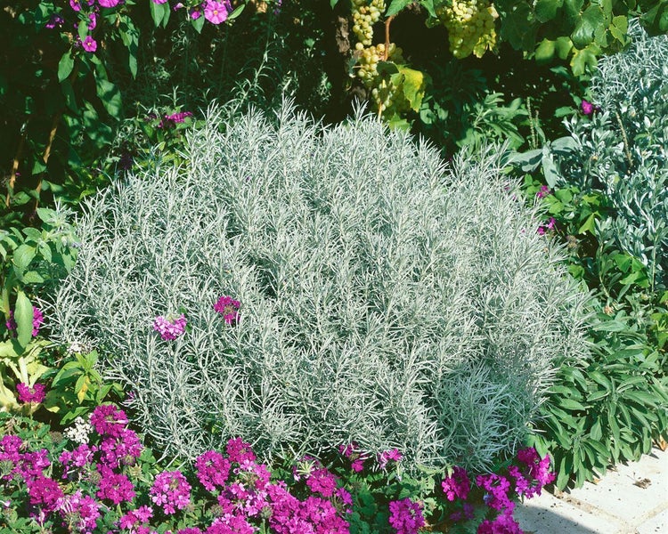 Helichrysum italicum, Currykraut, silbrig-grau, ca. 9x9 cm Topf