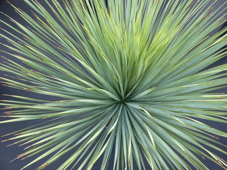 Yucca Rostrata  Palme 160 - 170 cm, Stamm 60 - 70 cm winterhart
