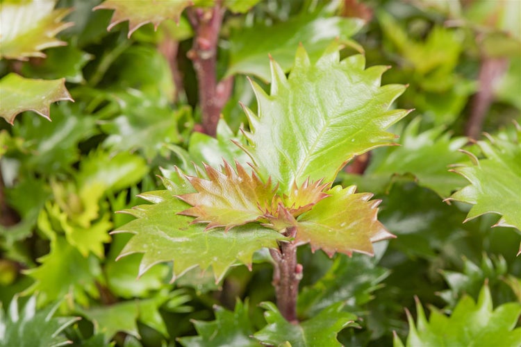 Ilex meserveae 'Little Rascal', Stechpalme, kompakt, 30–40 cm