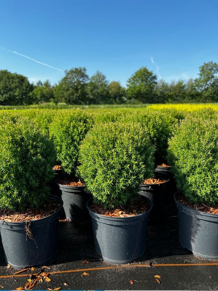 Thuja occidentalis 'Teddy', Kugel-Lebensbaum, kompakt, 20–25 cm