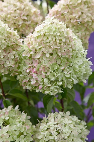 Nahaufnahme einer Hortensienblüte