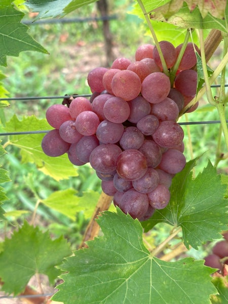 Eine reife Weintraubenrebe mit vielen einzelnen runden Beeren an einer Weinrebe im Garten.