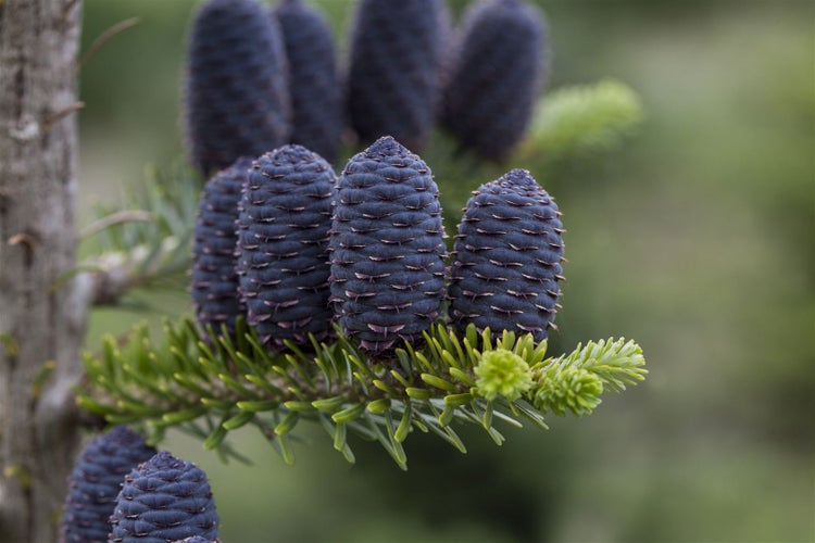 Abies koreana, Koreanische Tanne, 25–30 cm
