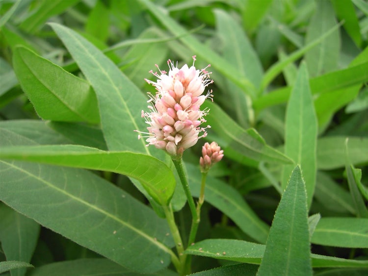 Persicaria amphibia, Wasserknöterich, ca. 9x9 cm Topf