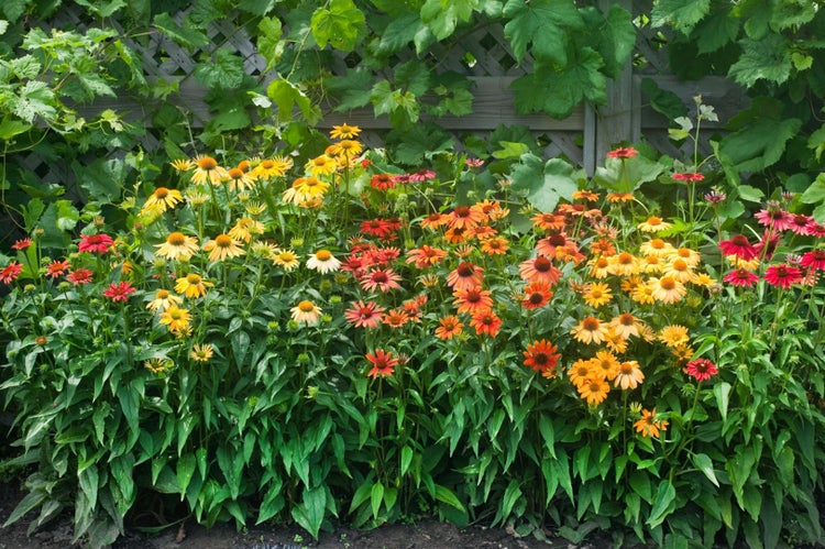 Blumenbeet mit farbenprächtigen Sonnenhüten vor einem Gartenzaun