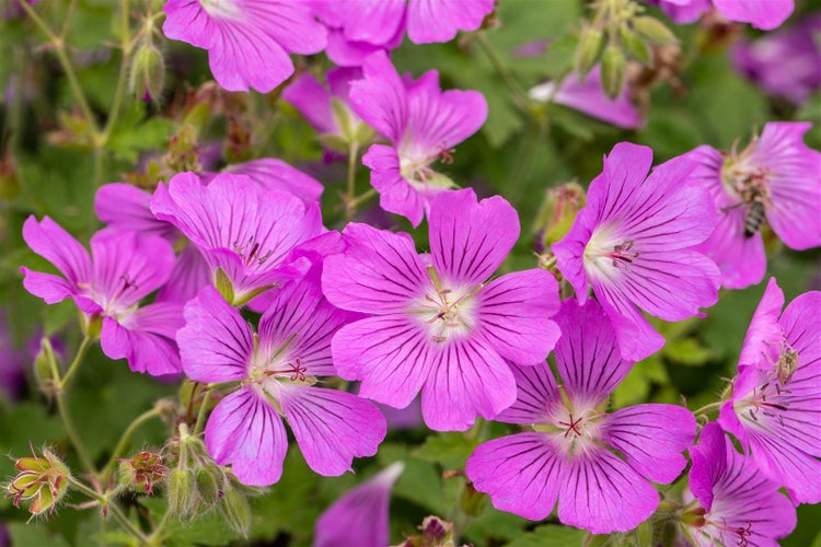 Nahaufnahme von rosa Storchschnabelblüten mit grünen Blättern