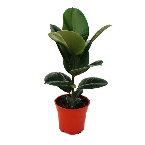 Gummibaum - Ficus elastica Robusta - 17cm Topf