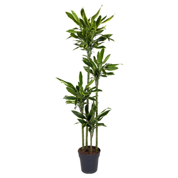 Drachenbaum Golden Coast - 170 cm - ø27