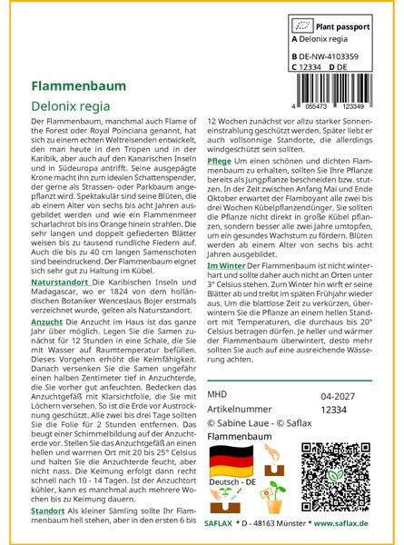 SAFLAX Garden to go - Flammenbaum - Delonix regia - 6 Samen - Mit Topf, Klima - Deckel und Anzuchtsubstrat