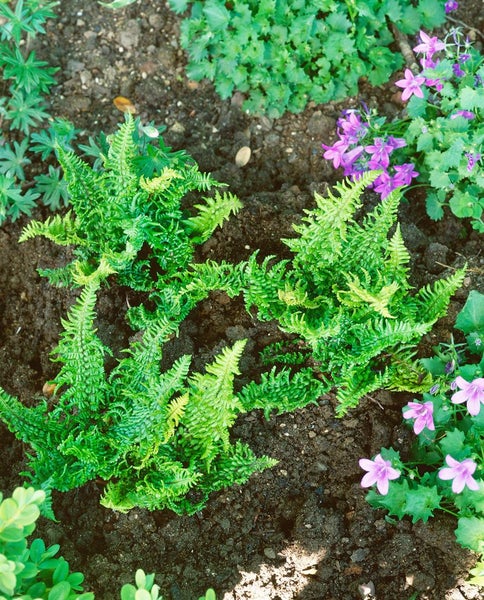 Dryopteris affinis 'Crispa Congesta', Farn, ca. 9x9 cm Topf