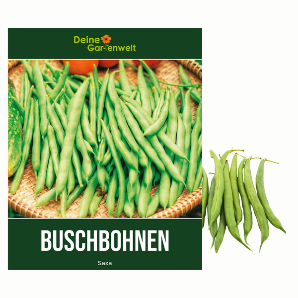 Buschbohne Saxa Samen von Deine Gartenwelt