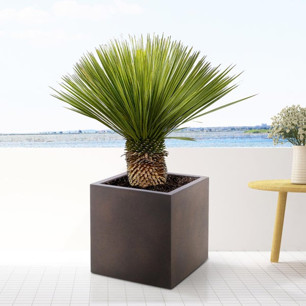 Palmlilie (Yucca) Rostrata - 80 - 100cm- Ø38
