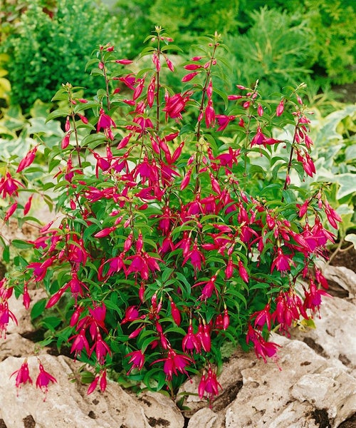 Fuchsia magellanica 'Gracilis', Fuchsie, zweifarbig, 30–40 cm