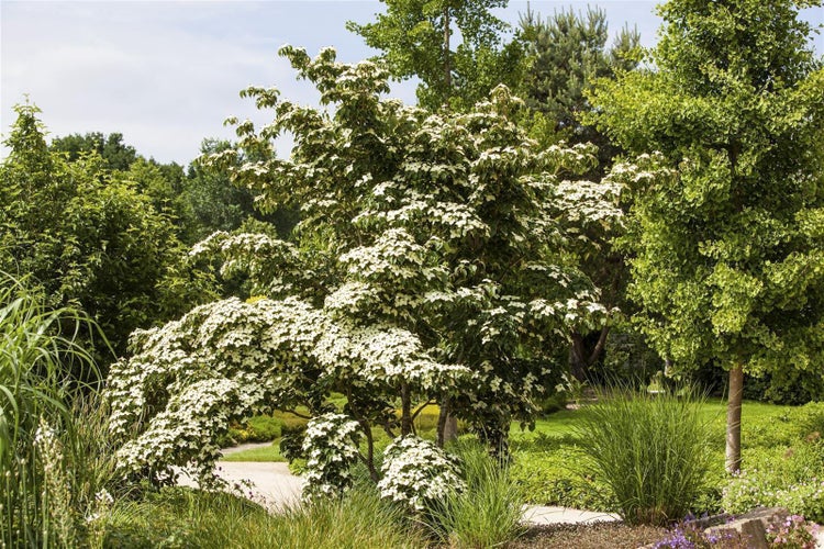 Blühender Japanischer Blumenhartriegel mit weißen Blüten in einem weitläufigen Garten mit Ziergräsern und anderen Gehölzen.