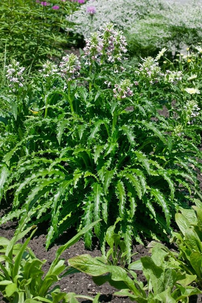 Morina longifolia, Himalaya-Morina, stachelig, ca. 11x11 cm Topf