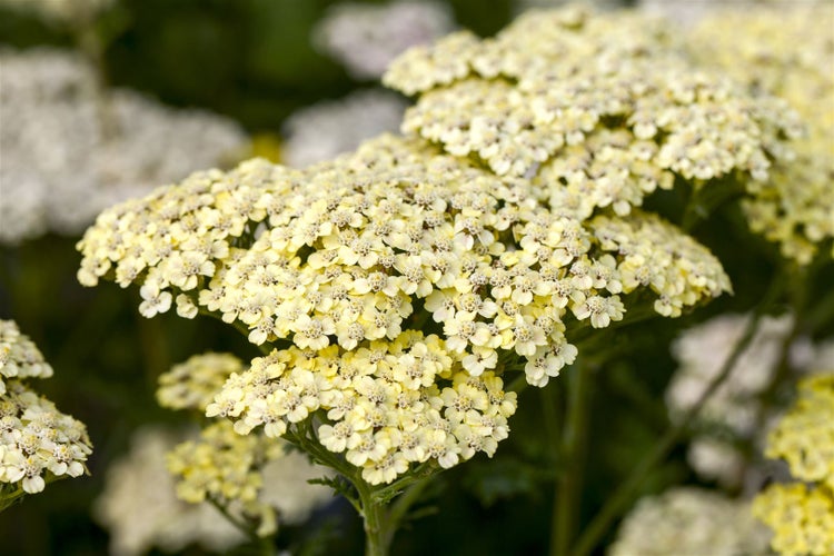 Achillea filipendulina 'Credo', Schafgarbe, gelb, ca. 9x9 cm Topf