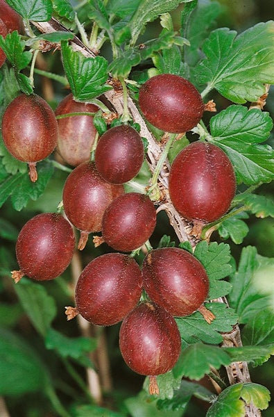 Ribes uva-crispa 'Captivator', Stachelbeere, 30–40 cm