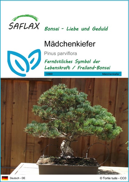 SAFLAX  - Mädchenkiefer - Pinus parviflora - 12 Samen